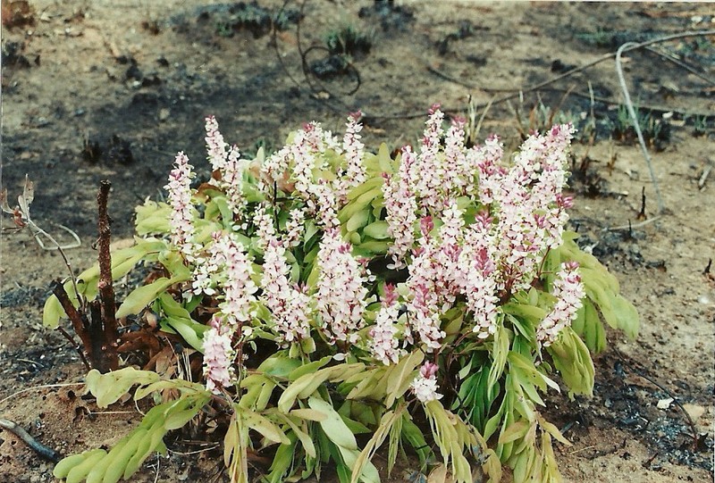 Cryptosepalum maraviense