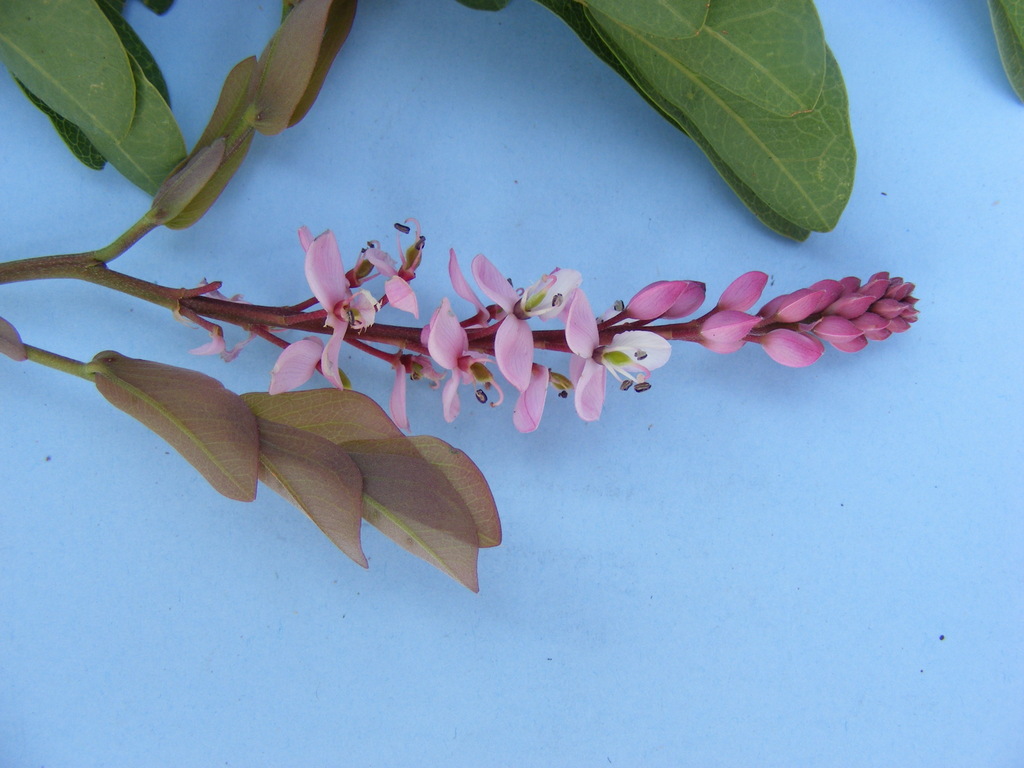 Cryptosepalum maraviense