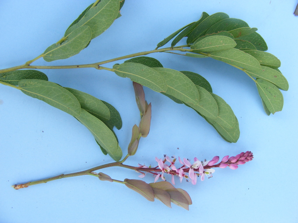 Cryptosepalum maraviense