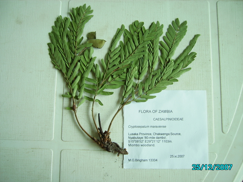 Cryptosepalum maraviense