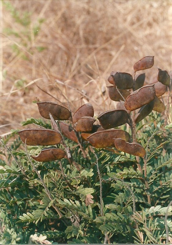 Cryptosepalum maraviense Cryptosepalum maraviense