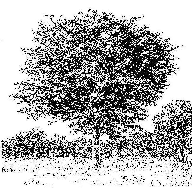 Baikiaea plurijuga Baikiaea plurijuga