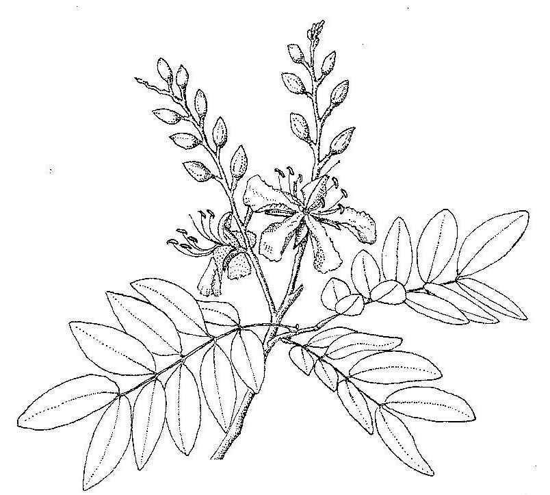 Baikiaea plurijuga Baikiaea plurijuga