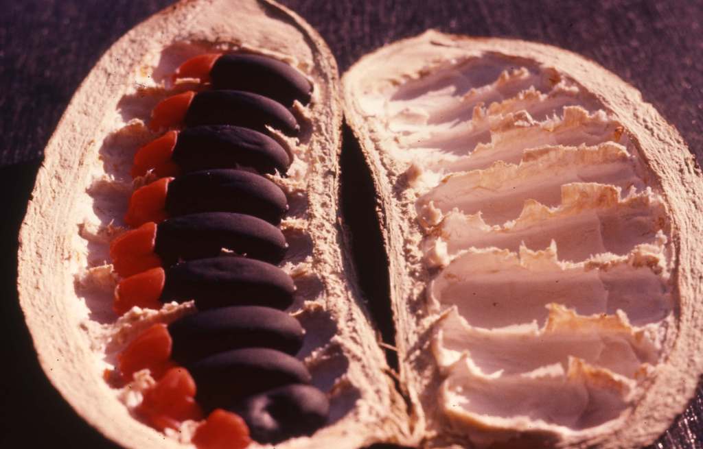 Afzelia quanzensis Afzelia quanzensis