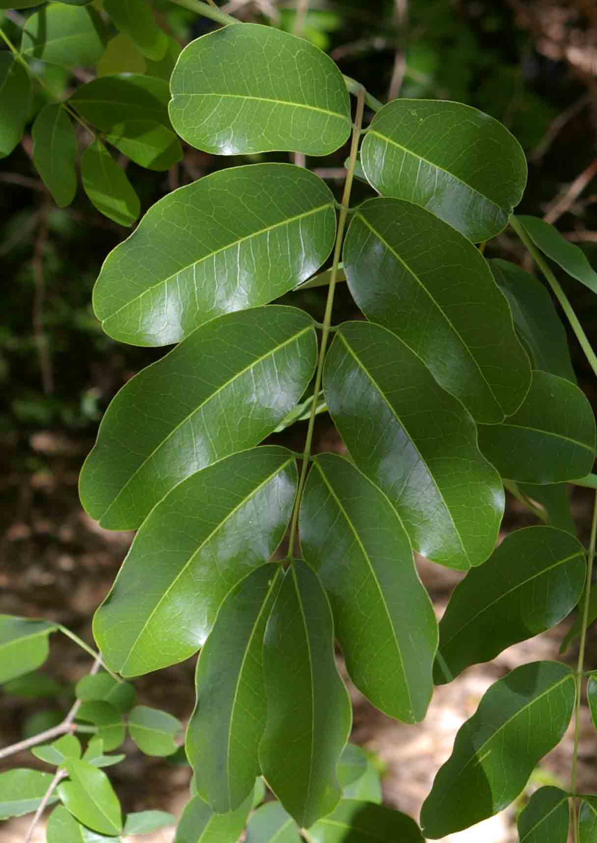 Afzelia quanzensis Afzelia quanzensis