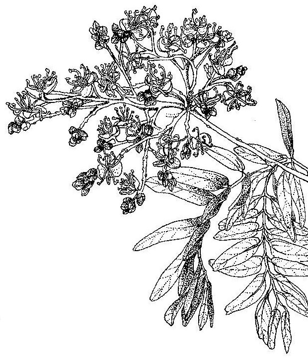 Julbernardia globiflora Julbernardia globiflora