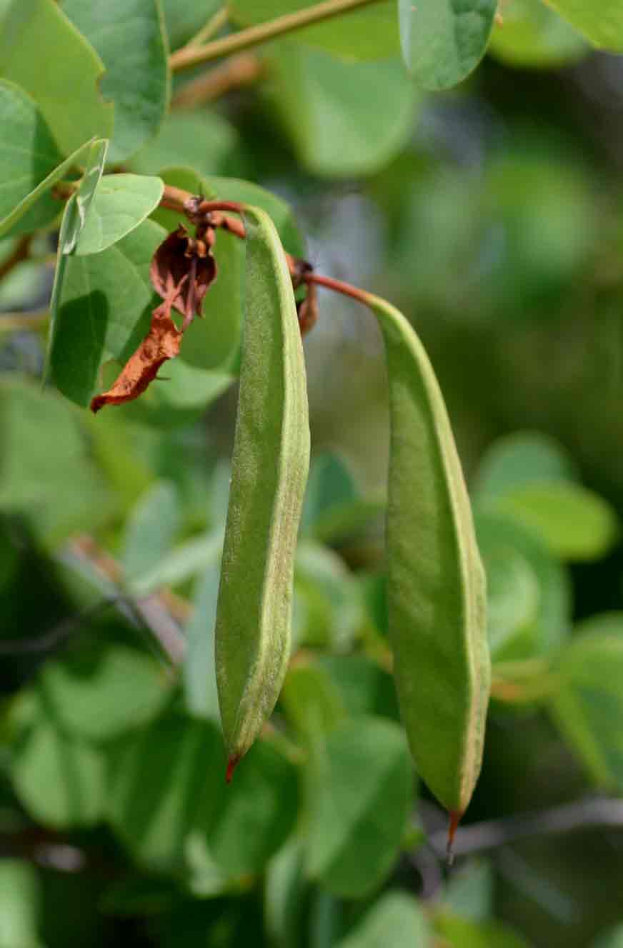 Bauhinia galpinii