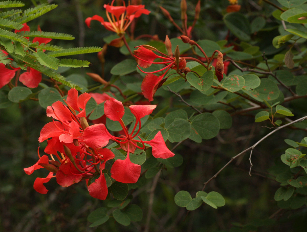 Bauhinia galpinii