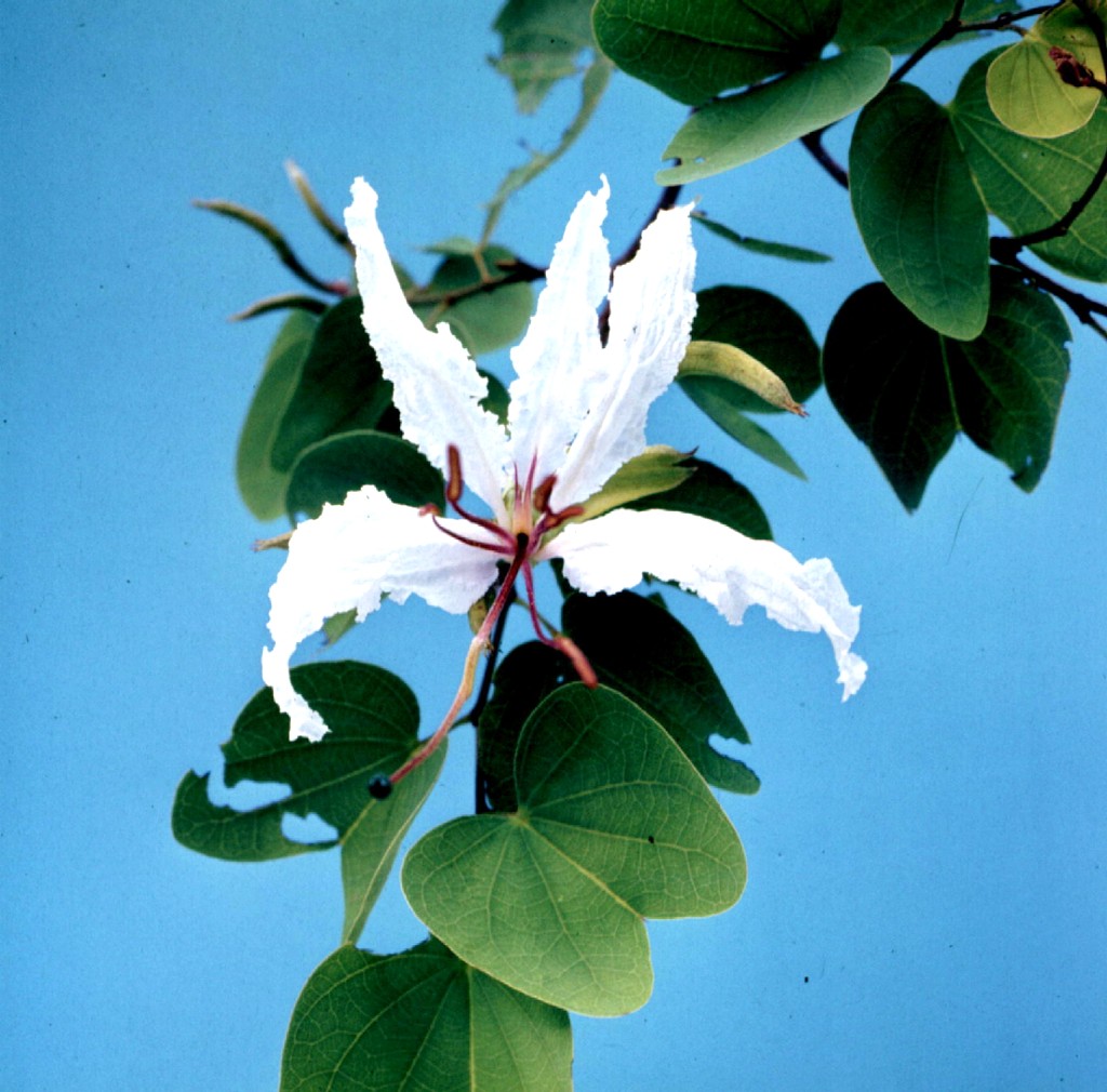 Bauhinia petersiana