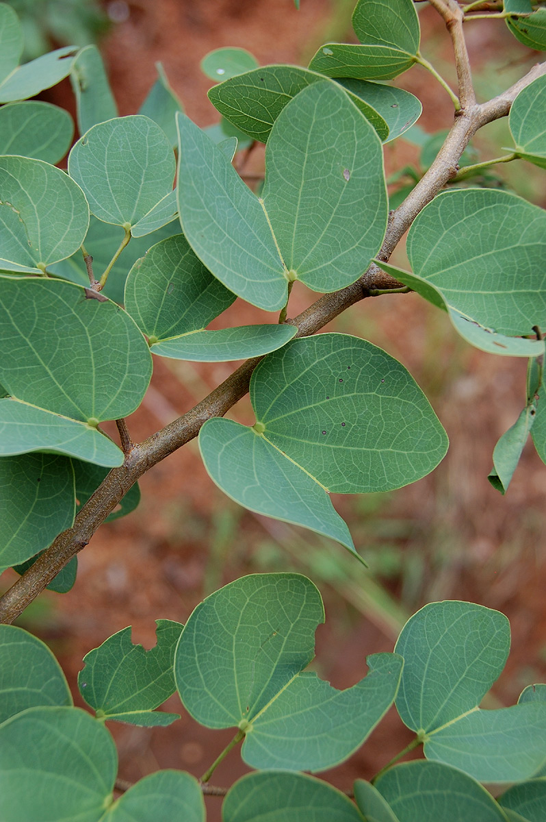 Bauhinia petersiana