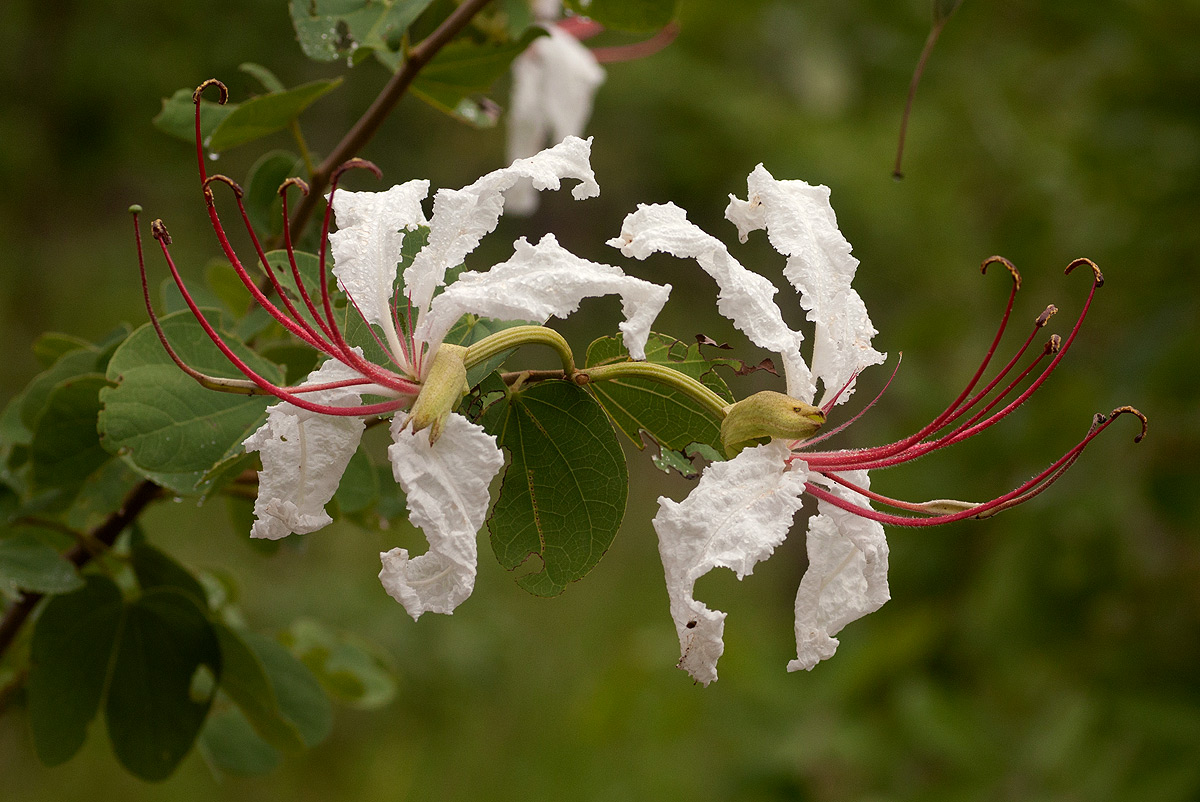 Bauhinia petersiana