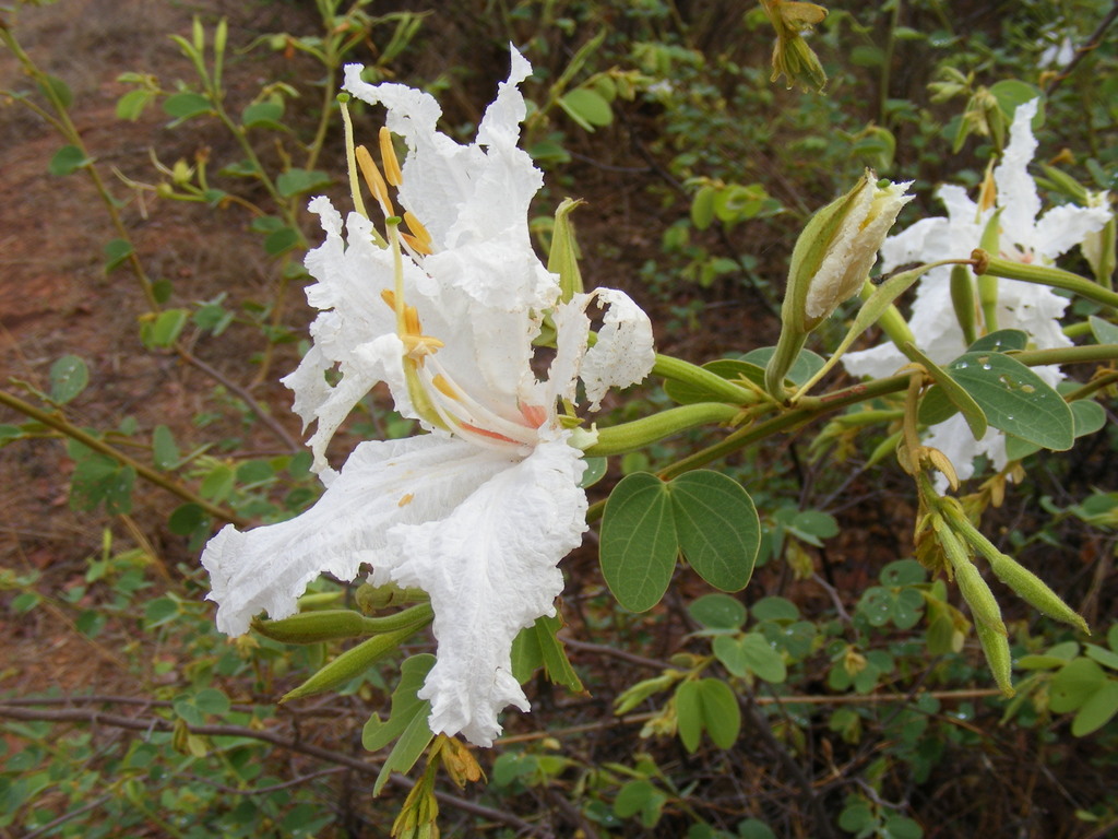 Bauhinia macrantha