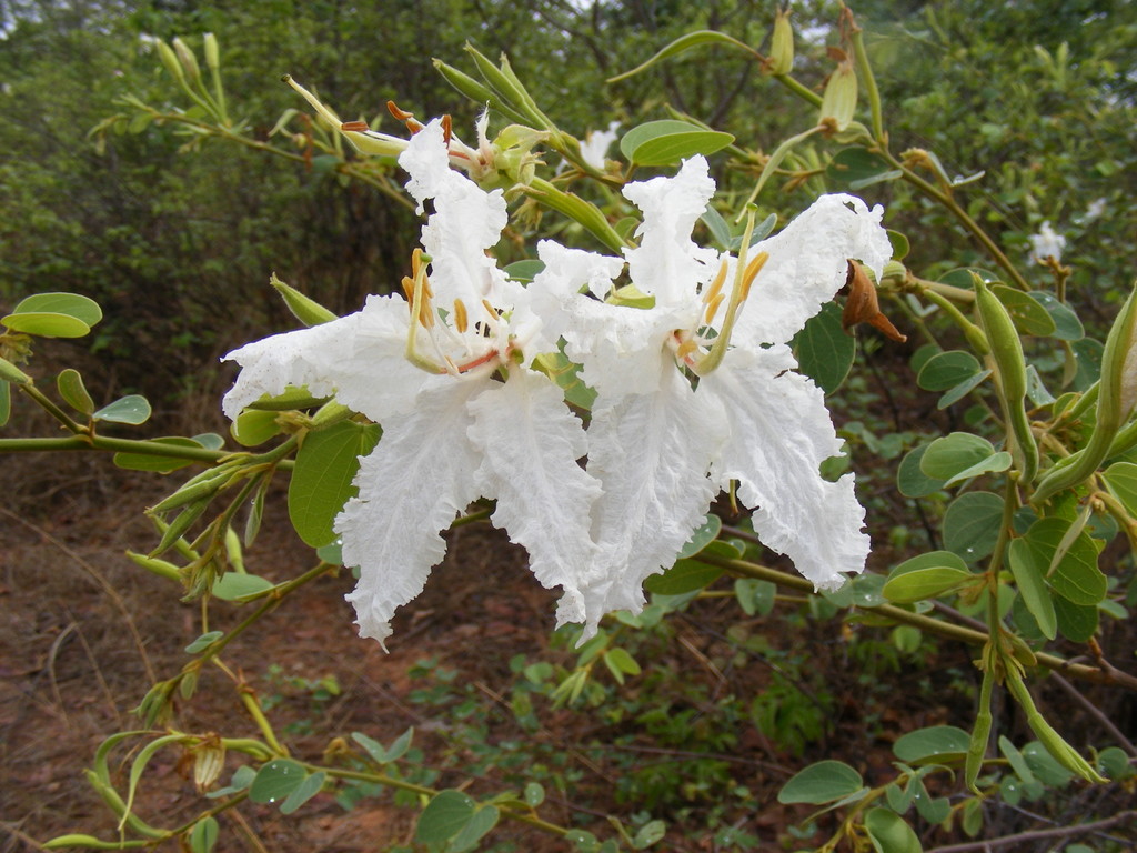 Bauhinia macrantha