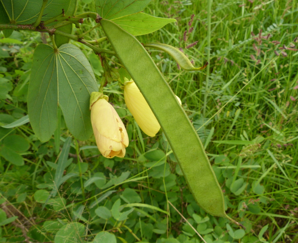 Bauhinia tomentosa Bauhinia tomentosa