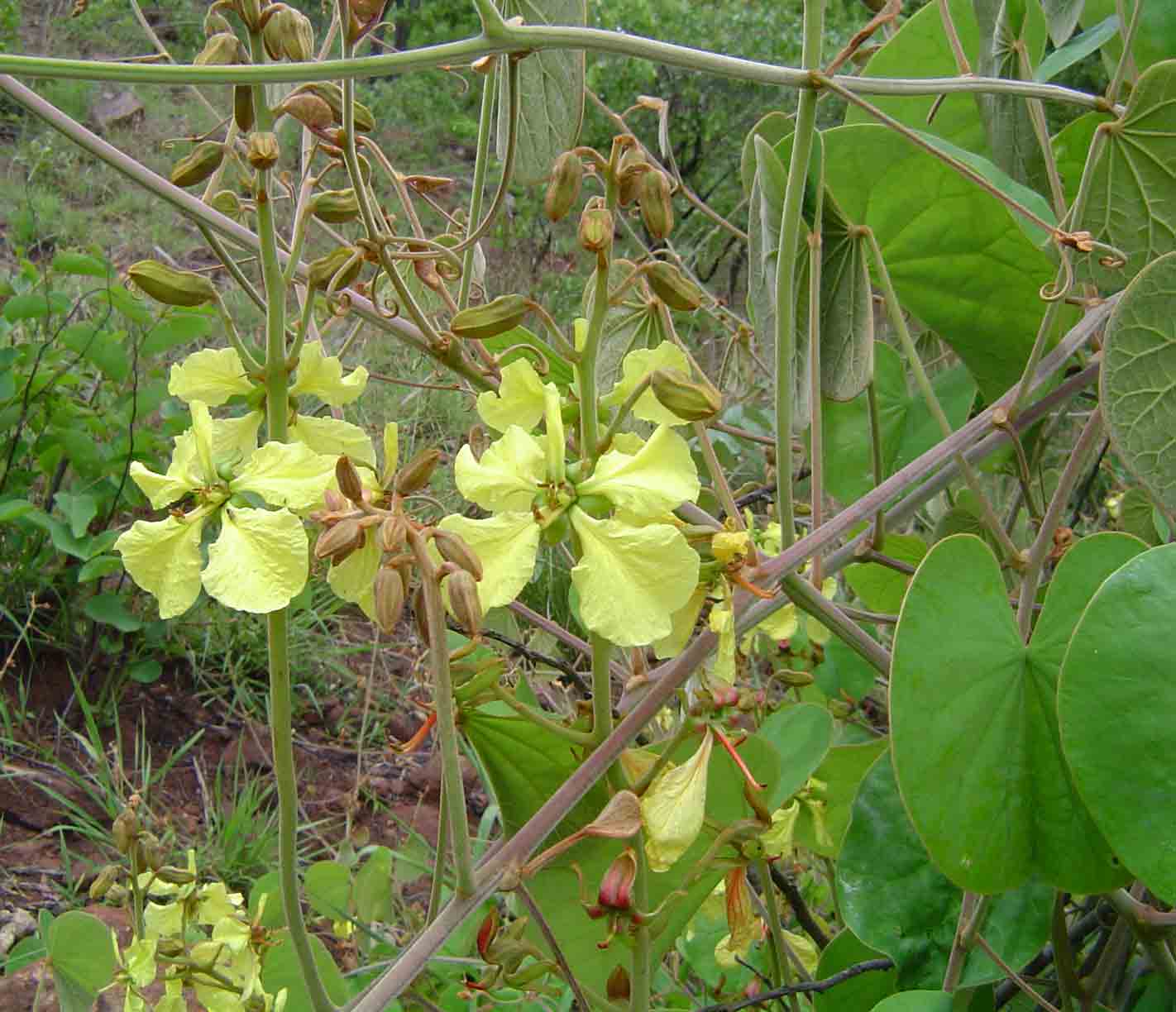 Tylosema fassoglense