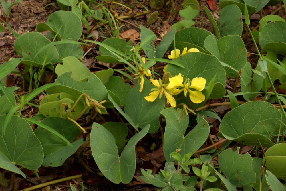 Tylosema fassoglense