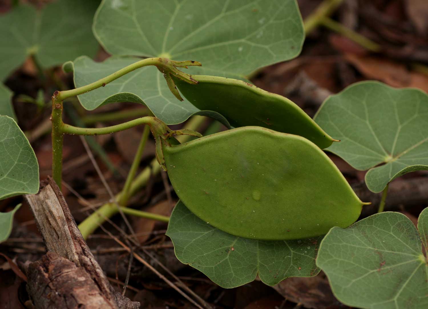 Tylosema fassoglense