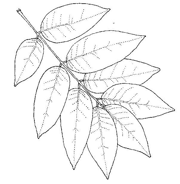 Dialium englerianum Dialium englerianum