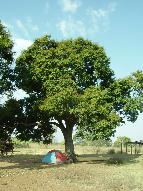 Dialium englerianum Dialium englerianum