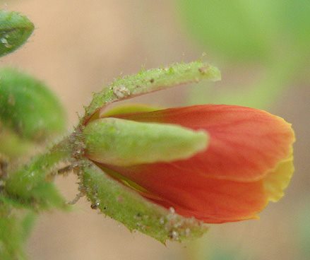 Chamaecrista absus Chamaecrista absus