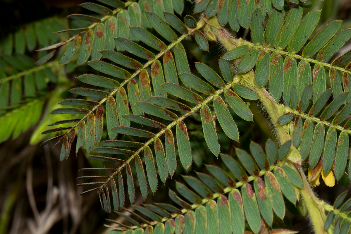 Chamaecrista falcinella var. parviflora