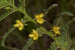 Chamaecrista falcinella var. parviflora