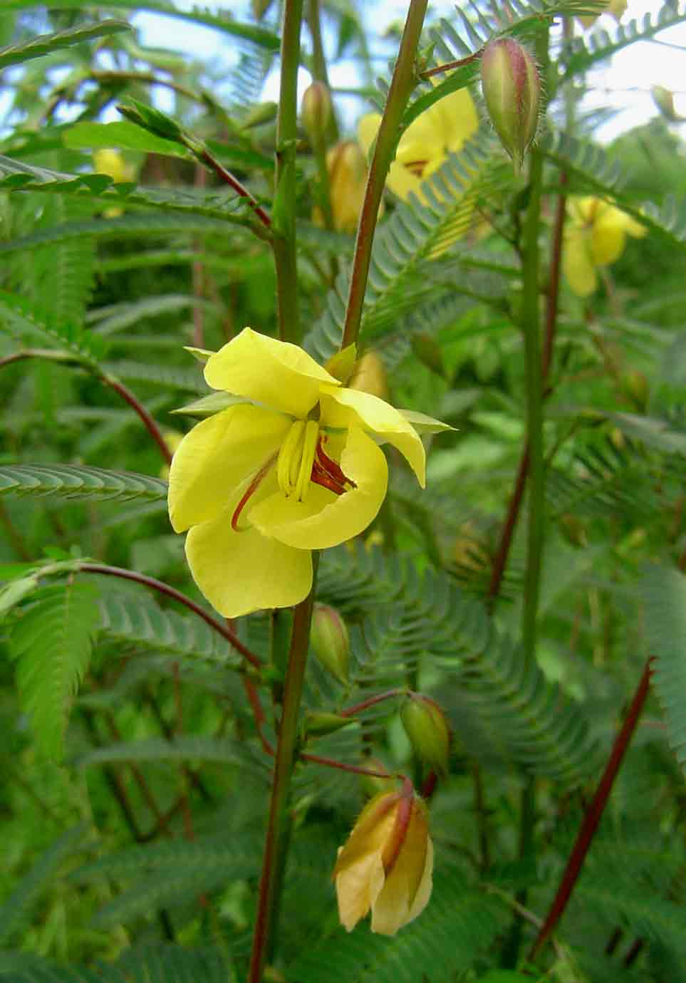 Chamaecrista mimosoides