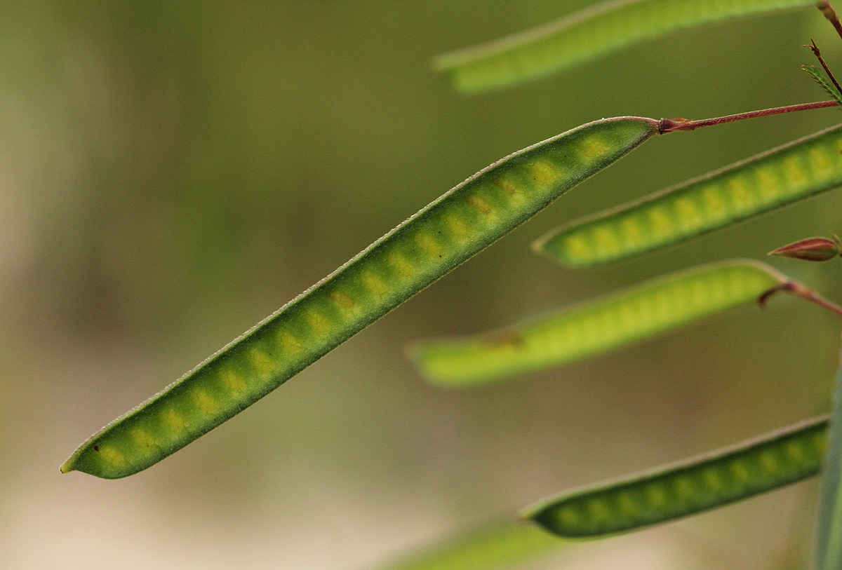 Chamaecrista mimosoides Chamaecrista mimosoides