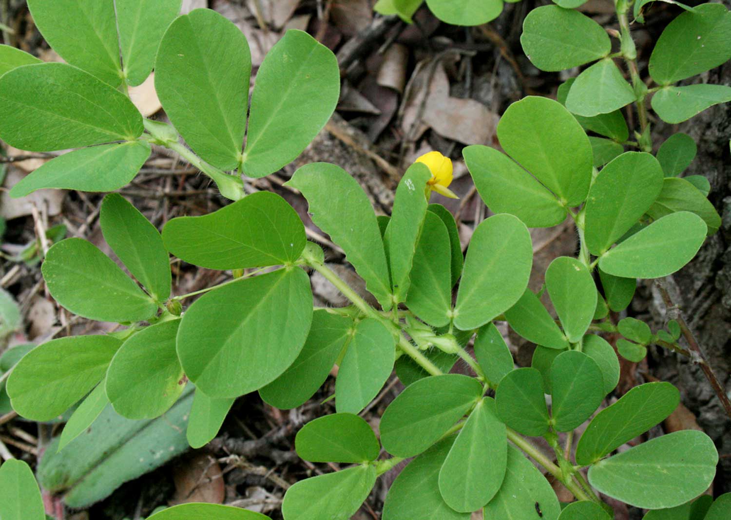 Chamaecrista rotundifolia