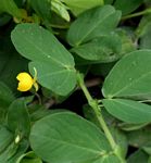 Chamaecrista rotundifolia