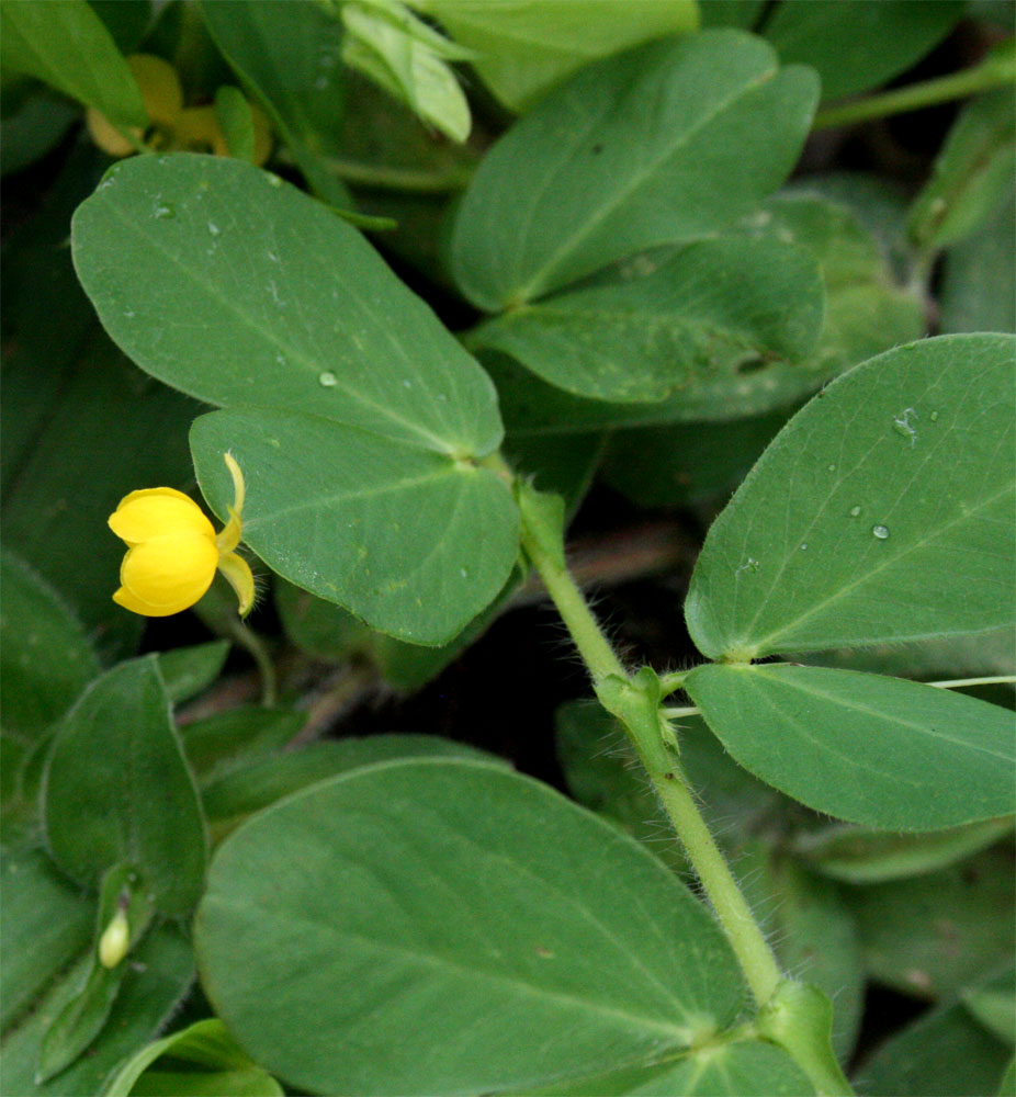 Chamaecrista rotundifolia