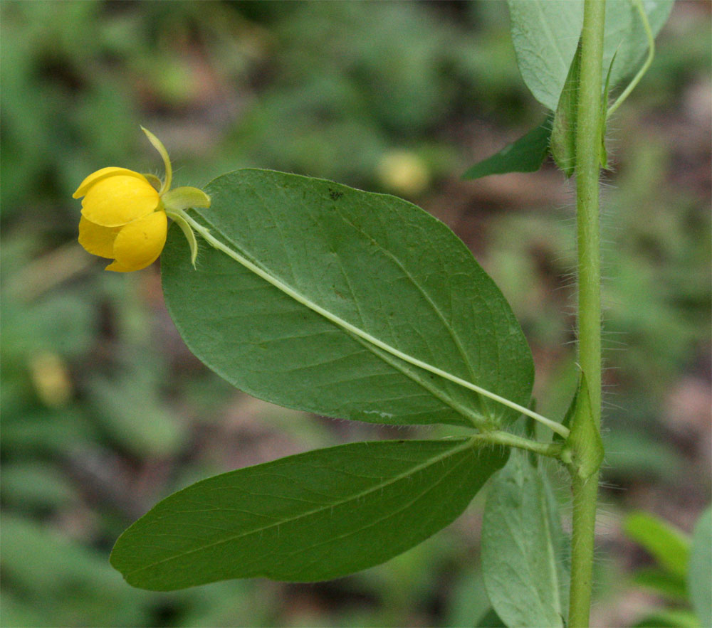 Chamaecrista rotundifolia