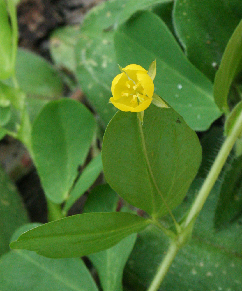 Chamaecrista rotundifolia