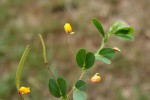 Chamaecrista rotundifolia