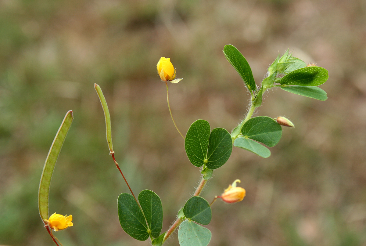 Chamaecrista rotundifolia