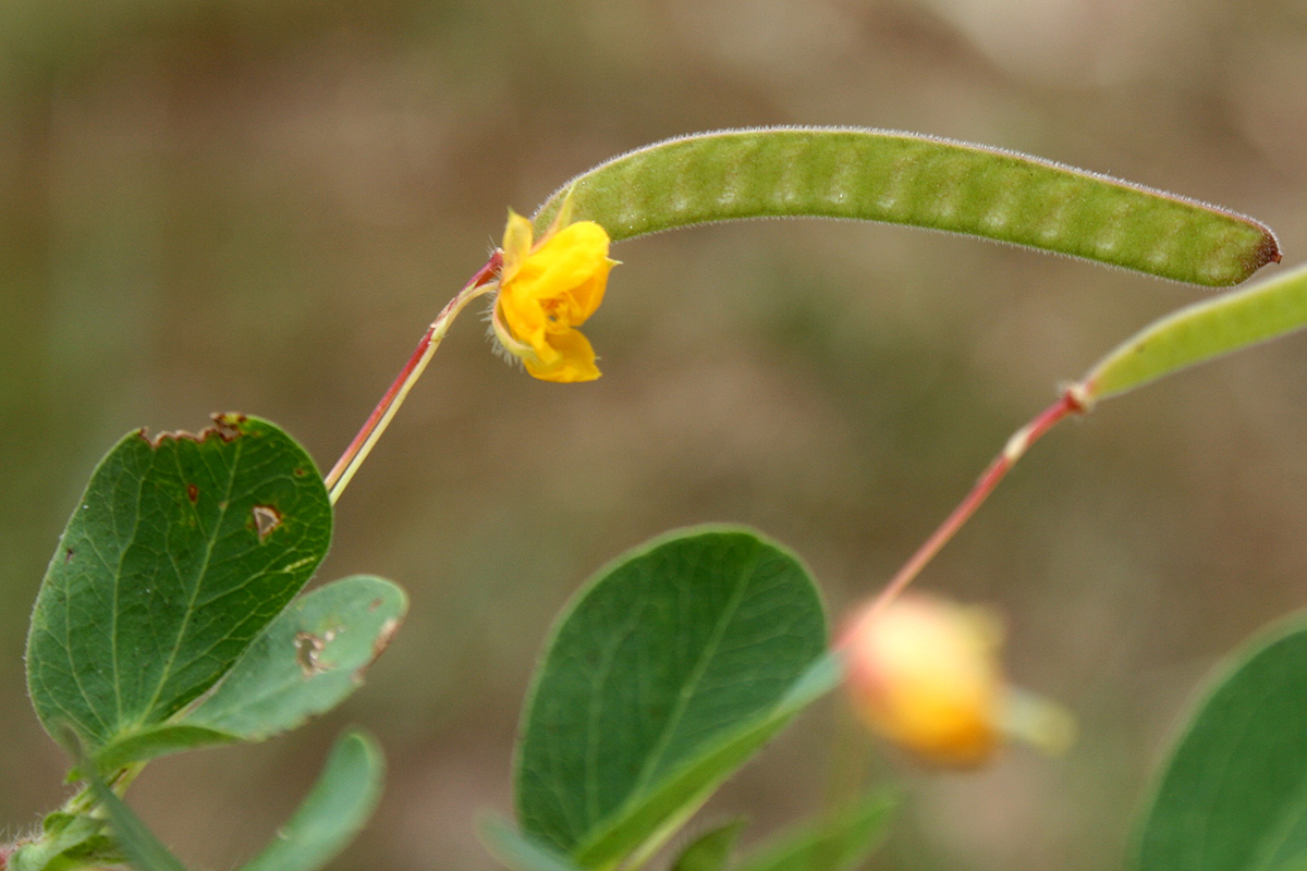 Chamaecrista rotundifolia