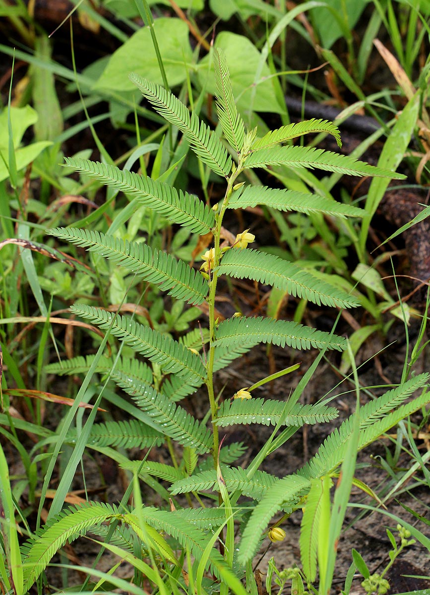 Chamaecrista stricta Chamaecrista stricta