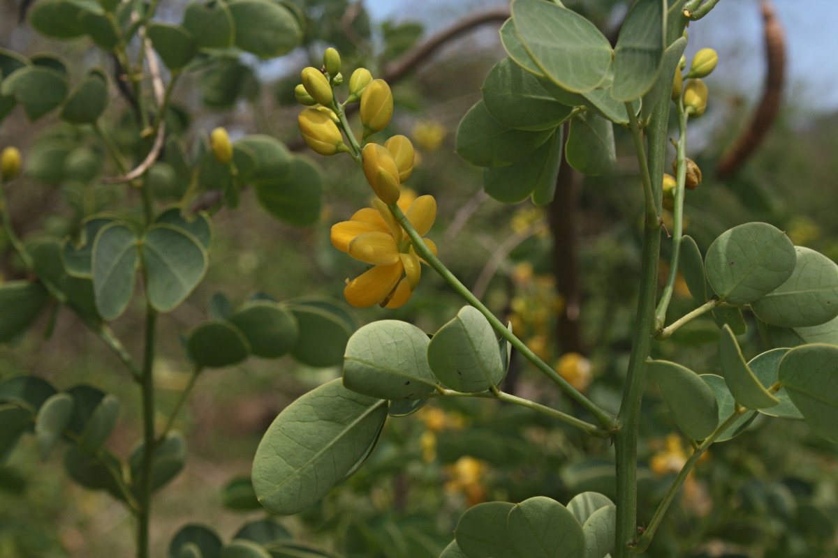 Senna bicapsularis