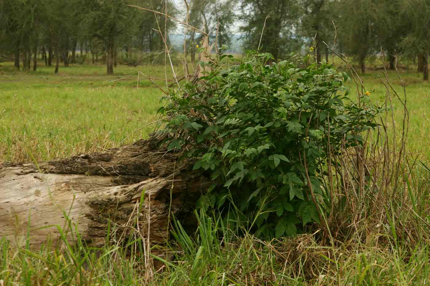 Senna occidentalis Senna occidentalis