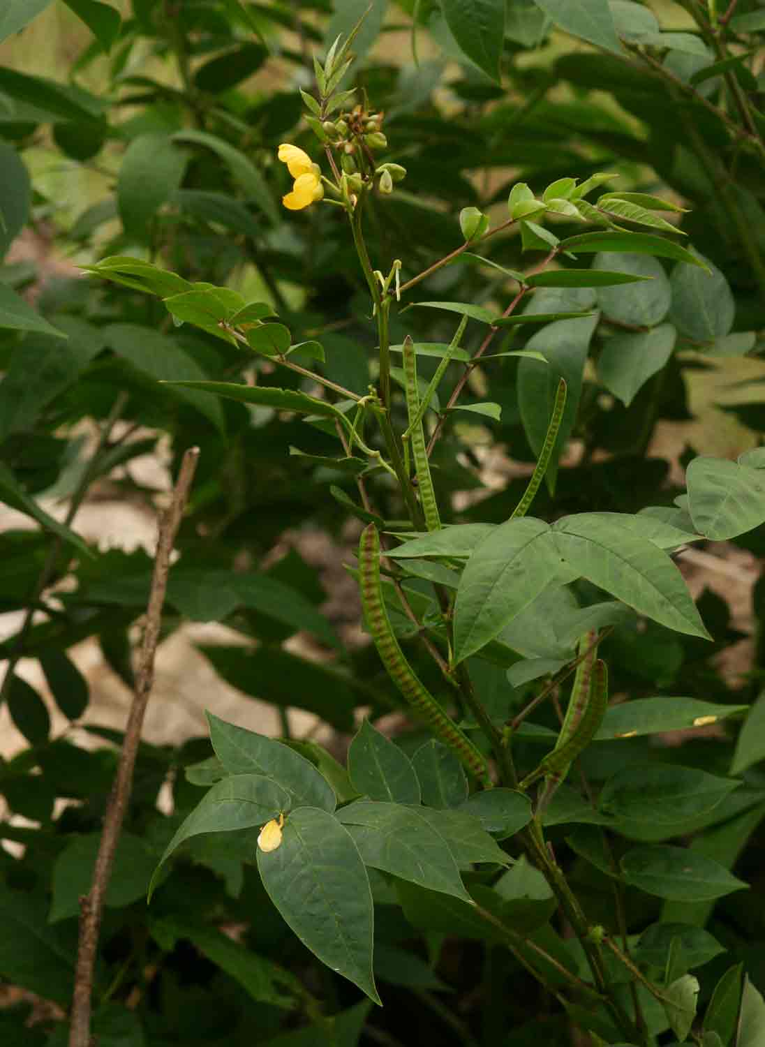 Senna occidentalis