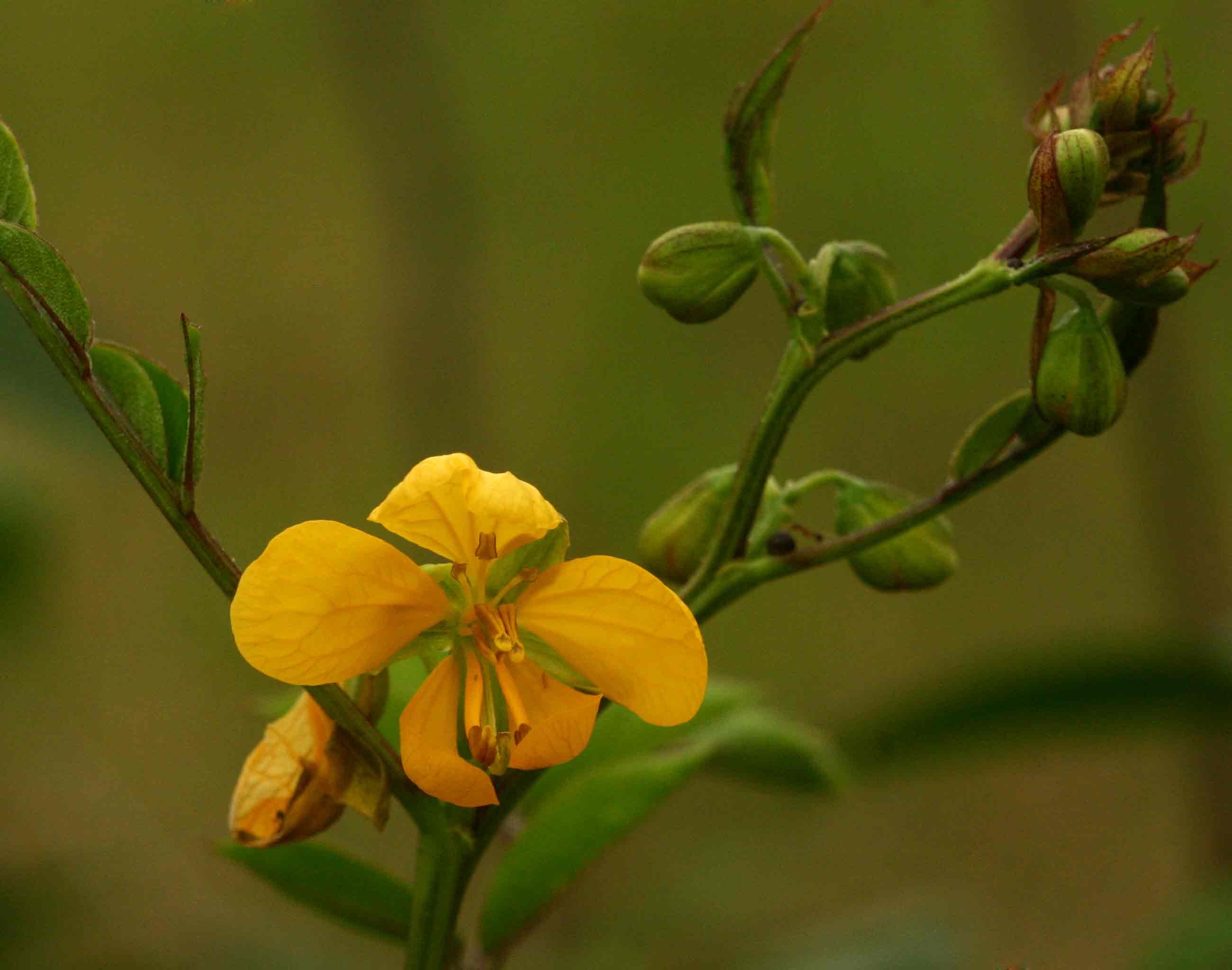 Senna occidentalis Senna occidentalis