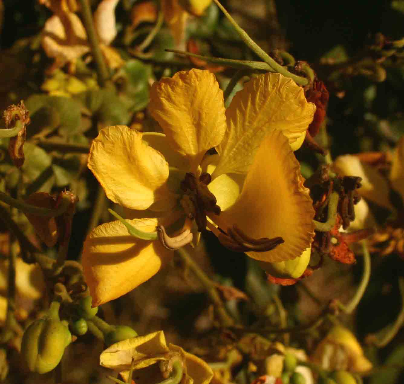 Senna petersiana
