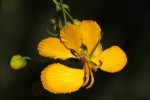 Senna petersiana