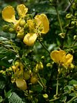 Senna petersiana