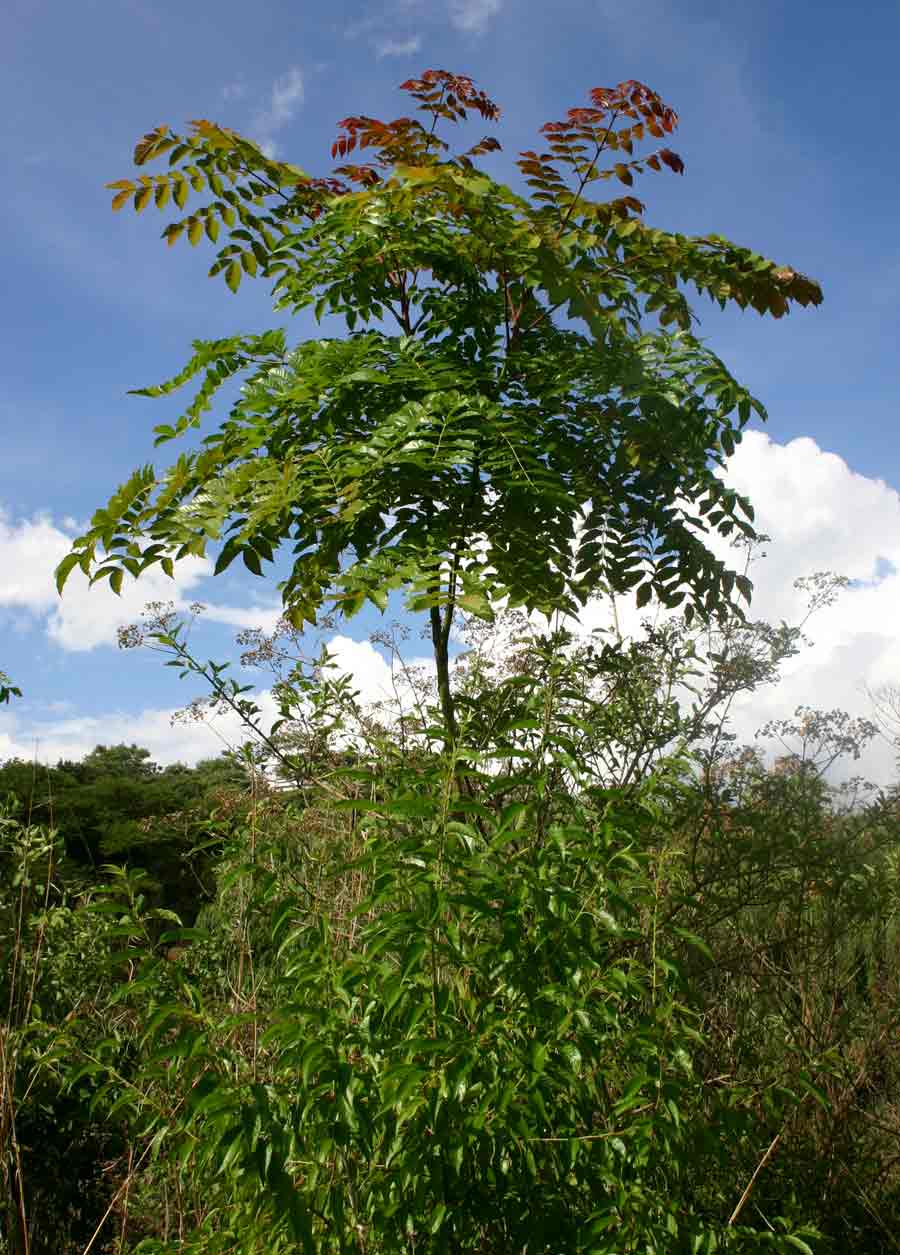 Acrocarpus fraxinifolius