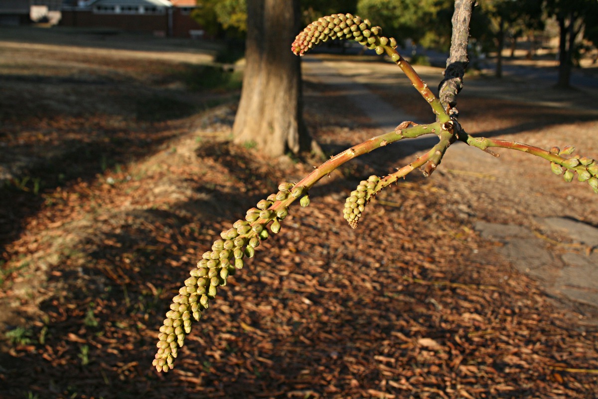 Acrocarpus fraxinifolius