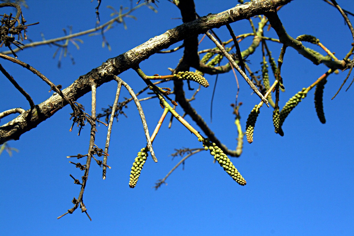 Acrocarpus fraxinifolius