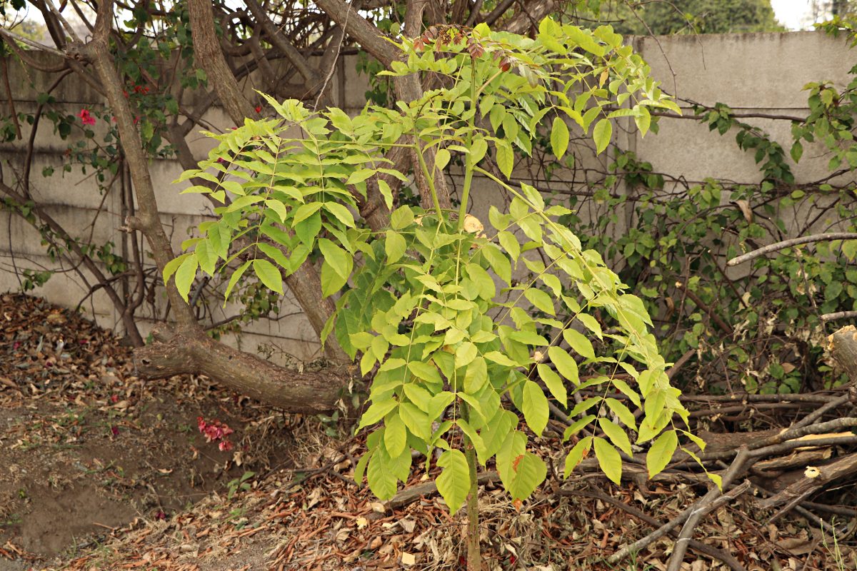 Acrocarpus fraxinifolius