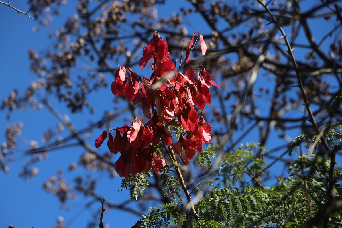 Pterolobium stellatum