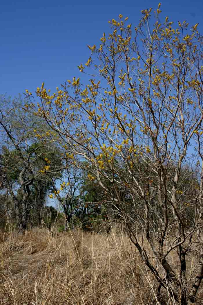 Peltophorum africanum Peltophorum africanum